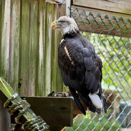 bald eagle at howell woods